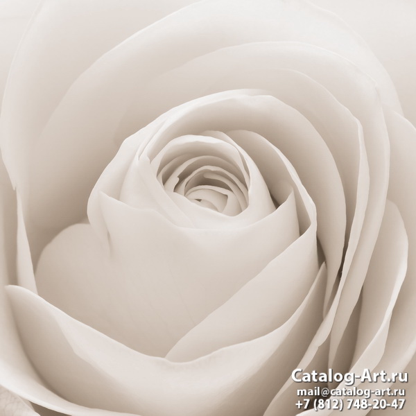 White roses 47